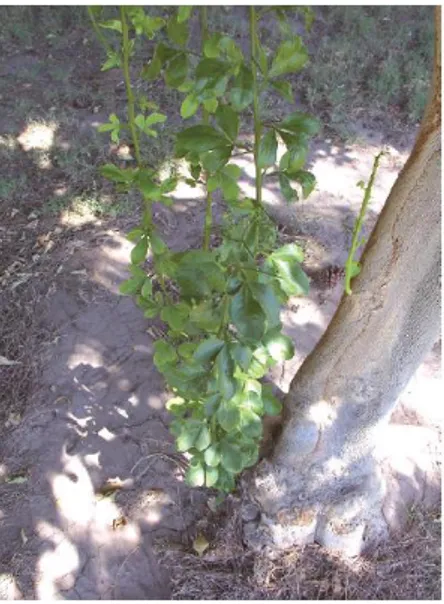 Gambar 6 Tunas air yang tumbuh pada tanaman jeruk  2. Cabang 