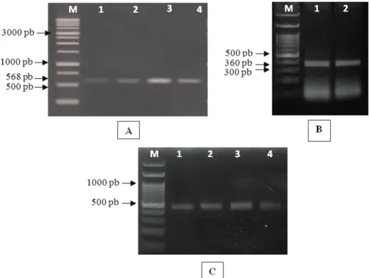 Tabel 3. Rerata konsentrasi (μg ml -1 ) dan kemurnian RNA sampel daun lada, tembakau dan tomat menggunakan metode ekstraksi dsRNA secara sederhana dan kit komersial 