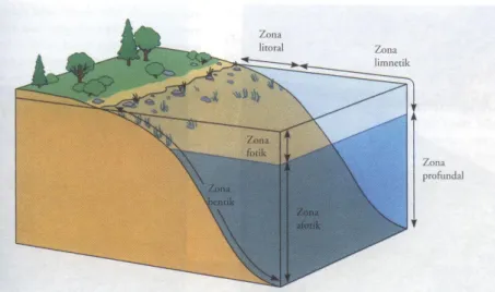 Gambar 1. Pembagian zona pada ekosistem lentik 