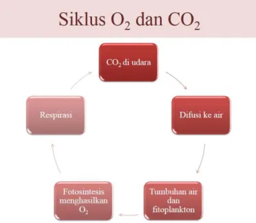 Gambar 3. Siklus Oksigen dan Karbon Dioksida 
