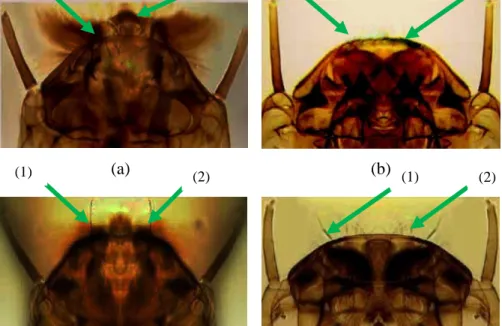 Gambar 1. Bagian Dorsal Kepala Jentik Nyamuk Aedes 