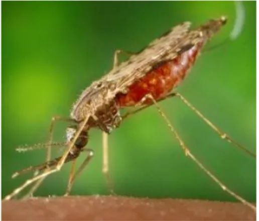 Gambar 1. Cara menggigit nyamuk jenis Anopheles  Sumber: Puskesmas Sungai Ayak (2009)