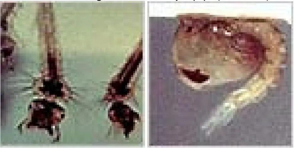 Gambar 4. Larva (A) dan pupa (B) Anopheles  Sumber: The New York Times (2011) 