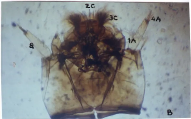 Gambar 7. Kepala larva Anopheles barbirostris instar IV  (a = antena; 1A = seta 1 antena; 4A = seta 4 antena;  