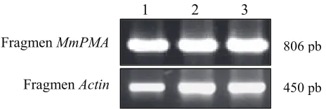 Gambar 1.   Hasil PCR menggunakan cDNA total sebagai cetakan dan pasangan primer ActF – ActR untuk mendapatkan fragmen aktin yang berukuran 450 pb dan ¬AF2 – AR2 untuk mendapatkan fragmen MmPMA