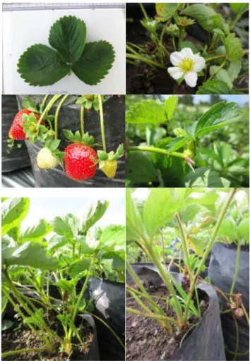 Gambar 6. Stroberi Rosa Linda 