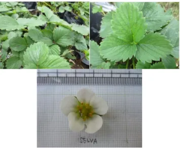 Gambar 10. Stroberi Selva 