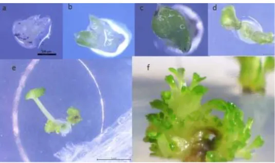 Gambar 1. Koleksi plasma nutfah stroberi: (a) tanaman 1 bulan setelah aklimatisasi; (b) berbagai aksesi koleksi di screenhouse dan (c)  stolon yang siap ditanam untuk perbanyakan di luar screenhouse 