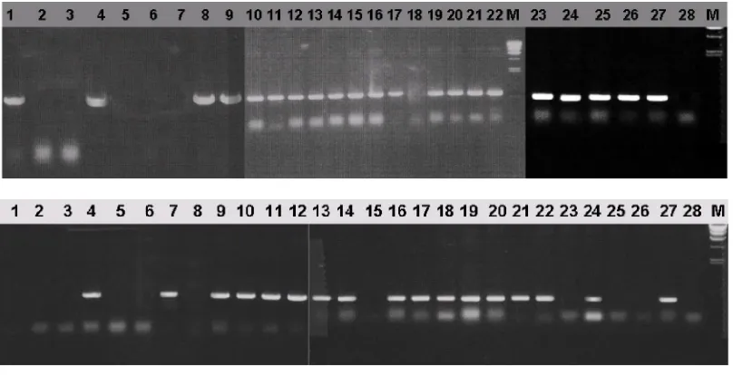 Table 1.  Existence of Pi-b and Pi-ta genes in 28 evaluated genotypes and their resistance responses to 10 races of Pyricularia grisea