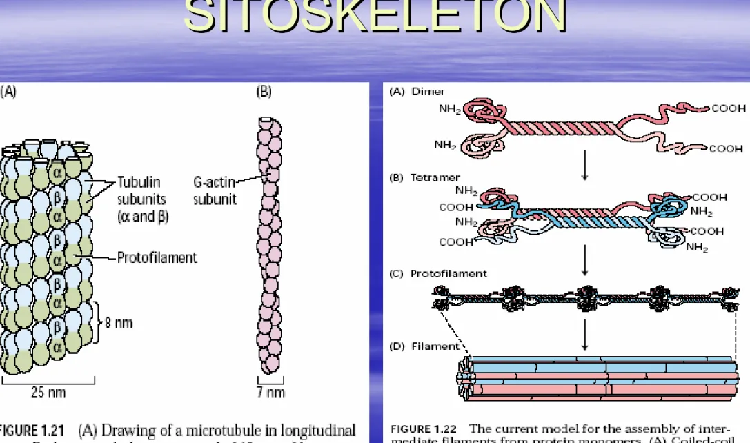 Gambar 1.16 (A) Mikrotubul dari sisi 