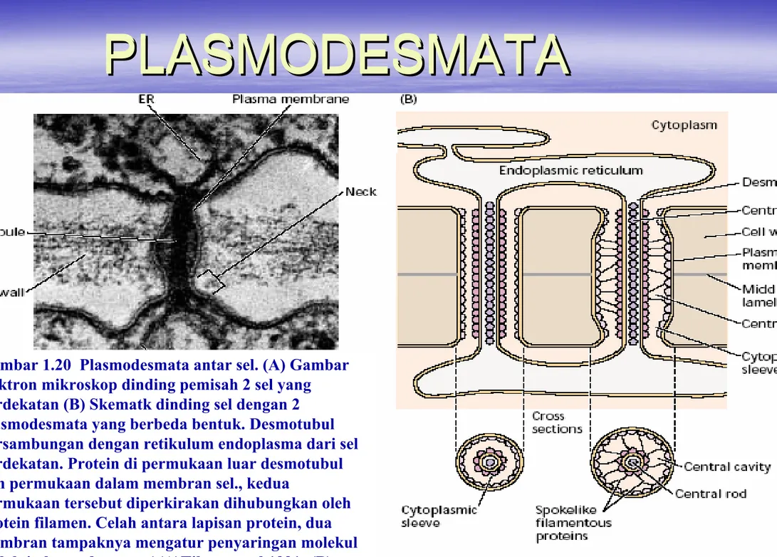 Gambar 1.20  Plasmodesmata antar sel. (A) Gambar  elektron mikroskop dinding pemisah 2 sel yang  berdekatan (B) Skematk dinding sel dengan 2  plasmodesmata yang berbeda bentuk