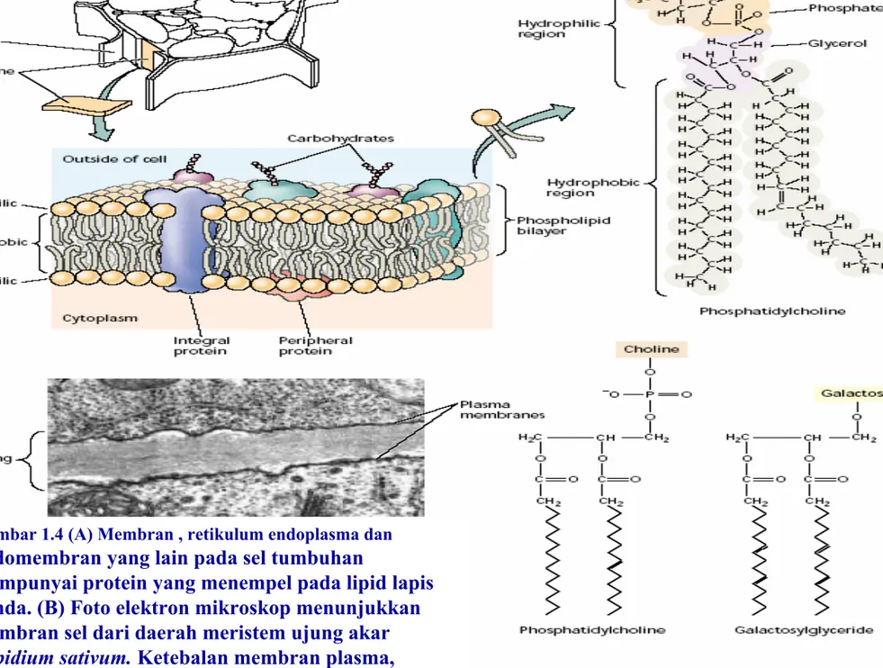 Gambar 1.4 (A) Membran , retikulum endoplasma dan  endomembran yang lain pada sel tumbuhan 