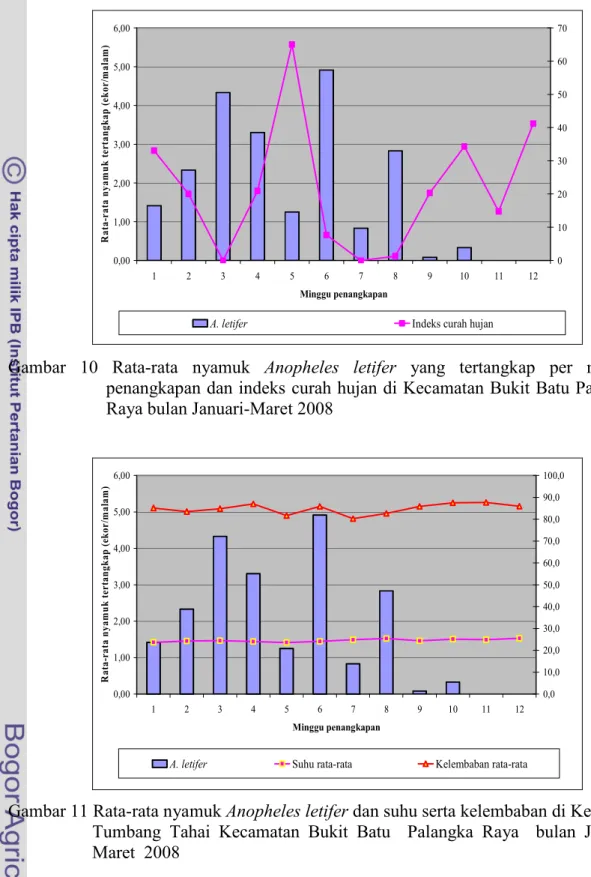 Gambar 11 Rata-rata nyamuk Anopheles letifer dan suhu serta kelembaban di Kelurahan  Tumbang Tahai Kecamatan Bukit Batu  Palangka Raya  bulan Januari–