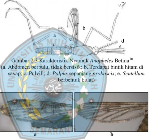 Gambar 2.3 Karakteristik Nyamuk Anopheles Betina 30 (a. Abdomen berbulu, tidak bersisik; b