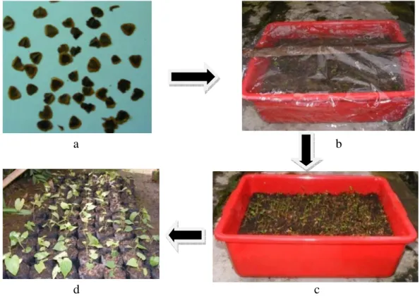 Gambar  11    Proses  pembibitan  pakan  larva:  biji  A.  tagala  (a),  biji  A.  tagala   disemai  dalam  nampan  (b),  bibit  satu  minggu  setelah  disemai  (c),  dan bibit umur satu bulan (d)