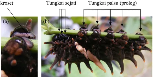 Gambar 3:  Larva Lepidoptera: kroset pada ujung proleg (a) dan tungkai sejati dan  tungkai palsu (b)