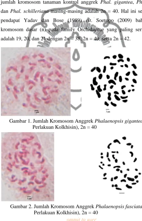 Gambar 1. Jumlah Kromosom Anggrek Phalaenopsis gigantea (Tanpa  Perlakuan Kolkhisin), 2n = 40 
