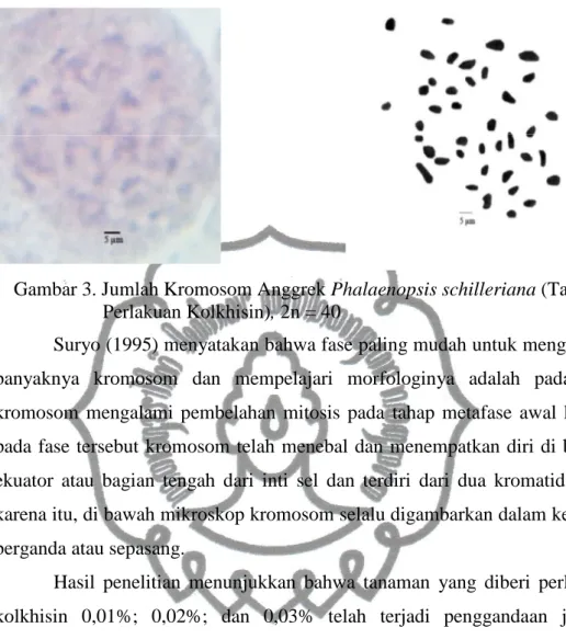 Gambar 3. Jumlah Kromosom Anggrek Phalaenopsis schilleriana (Tanpa   Perlakuan Kolkhisin), 2n = 40 
