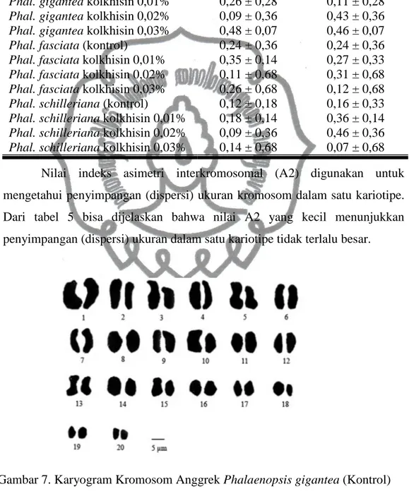 Tabel 5. Nilai Indeks Asimetri Intrakromosomal (A1) dan Indeks Asimetri    Interkromosomal (A2) Anggrek Phalaenopsis spp