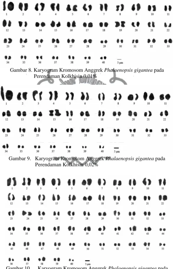Gambar 8. Karyogram Kromosom Anggrek Phalaenopsis gigantea pada    Perendaman Kolkhisin 0,01% 