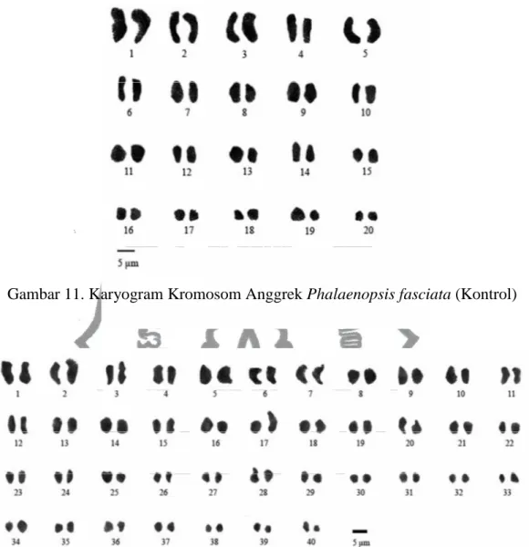 Gambar 11. Karyogram Kromosom Anggrek Phalaenopsis fasciata (Kontrol) 
