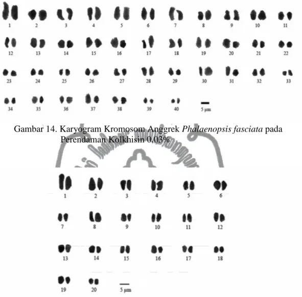 Gambar 14. Karyogram Kromosom Anggrek Phalaenopsis fasciata pada      Perendaman Kolkhisin 0,03% 