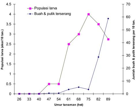 Gambar 4.  Populasi larva H. armigera dan jumlah buah dan putik terserang 