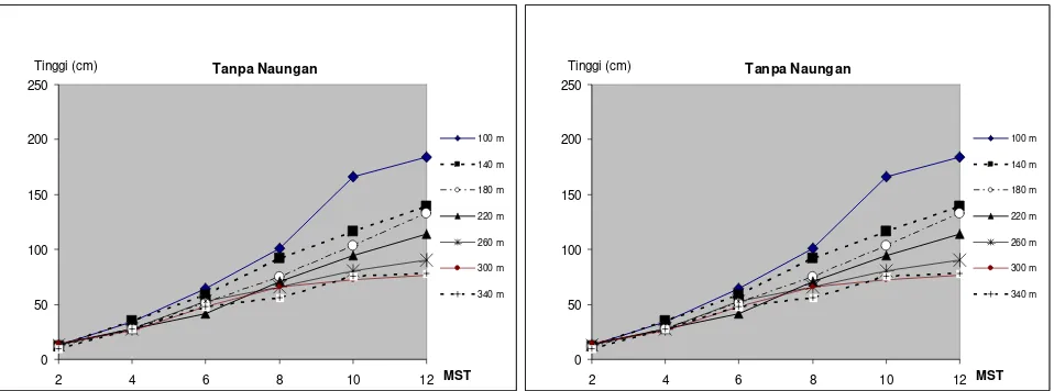 Gambar 1.  Pertumbuhan tinggi tanaman kedelai akibat penambahan pencahayaan kontinu pada jarak 0 – 340 m dari titik SC pada keadaan terbuka dan ternaungi 