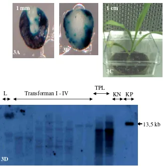 Gambar 3.  Transformasi genetik jagung hibrida Hi-II menggunakan Agrobacterium 