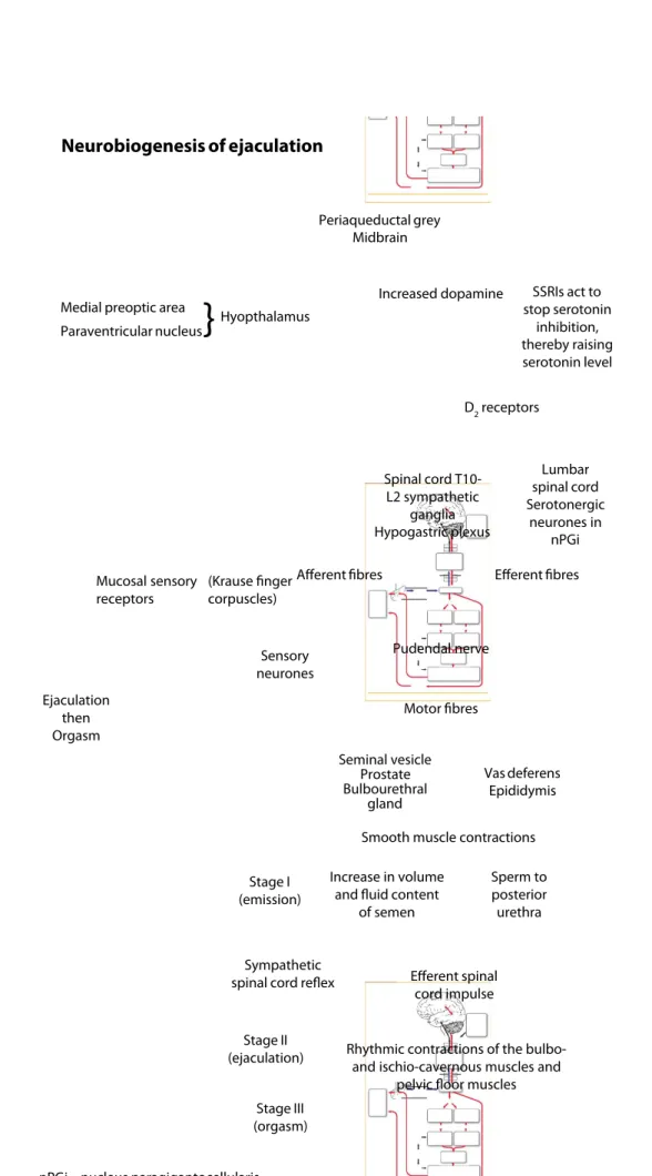 Diagram 1 Neurobiogenesis o ejaculation (Sumber: Palmer NR, Stuckey BGA 2008:663)