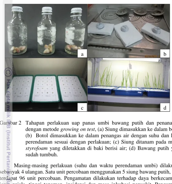 Gambar 2  Tahapan  perlakuan  uap  panas  umbi  bawang  putih  dan  penanaman  dengan metode growing on test, (a) Siung dimasukkan ke dalam botol; 