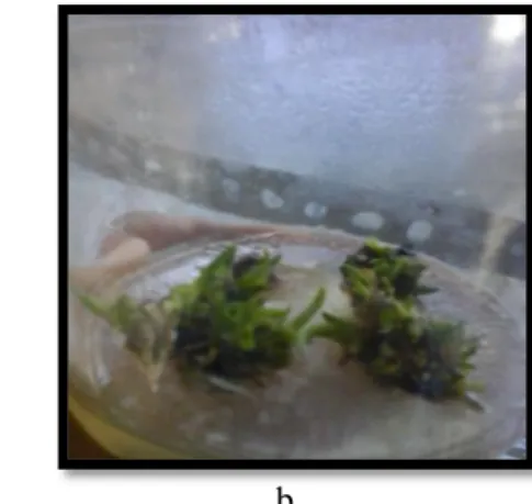 Gambar 1:   Pertumbuhan  jumlah  propagul  pisang  Barangan  Musa  acuminata  Colla.  (a)  Media  MS  yang  diberi hormon sintetik 4 ppm BAP + 2 ppm IAA pada 8 MST (b) Media MS yang  diberi hormon alami ekstrak kecambah kacang hijau pada konsentrasi 8 ppm 