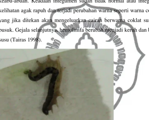 Gambar 3. Gejala visual larva terinfeksi NPV. 