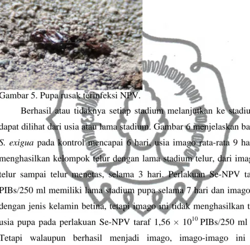 Gambar 5. Pupa rusak terinfeksi NPV. 