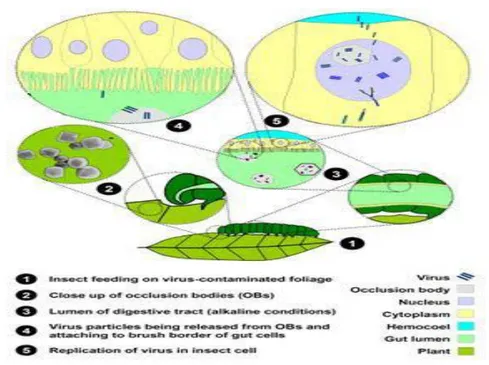 Gambar 7. Mekanisme infeksi NPV           Sumber: Riyanto (2008) 