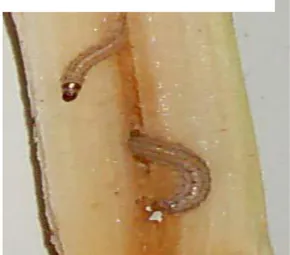 Gambar 2. Larva S. Sachariphagus mati 