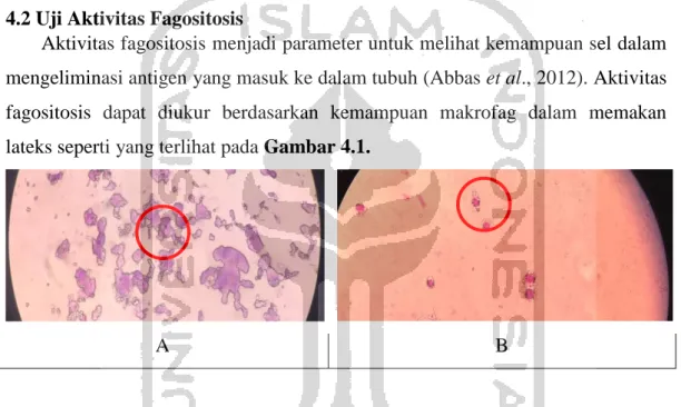 Gambar 4.1.Aktivitas fagositosis makrofag dalam memakan lateks  (A) Salah satu penampang kemampuan fagositosis sel RAW 264.7 pada 
