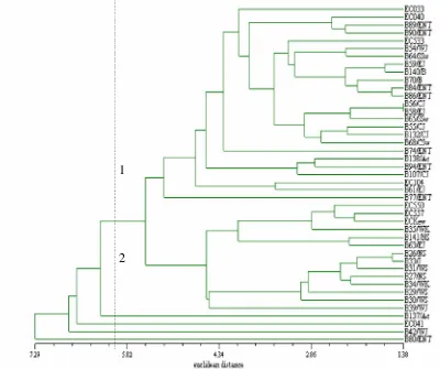 Gambar 1. Dendrogram kekerabatan genetik 43 genotipa bengkuang Pachyrhizus erosus berdasarkan 14 karakter morfologi bunga dan daun  