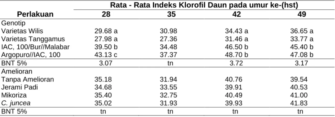 Tabel 4   Rata  -  Rata  Indeks  Klorofil  Daun  Akibat  Pengaruh  Perlakuan  Genotip  dan  Amelioran 