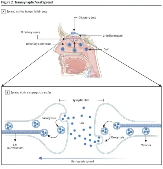 Gambar 2. Penyebaran virus transsinaptik 11