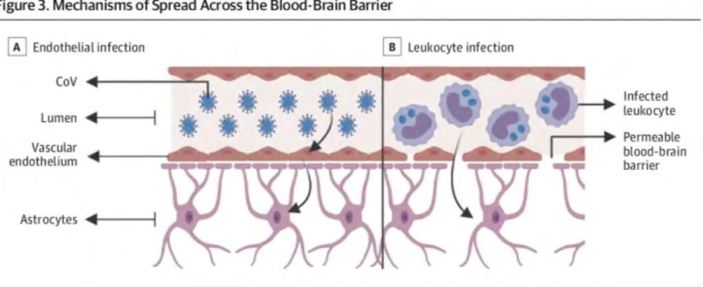 Gambar 4. Mekanisme virus menembus sawar darah otak 11