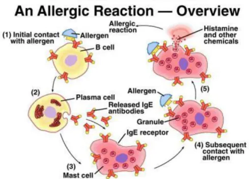 Gambar 4. Rangkaian peristiwa yang memicu rinitis alergi (Lewis, 1998) 