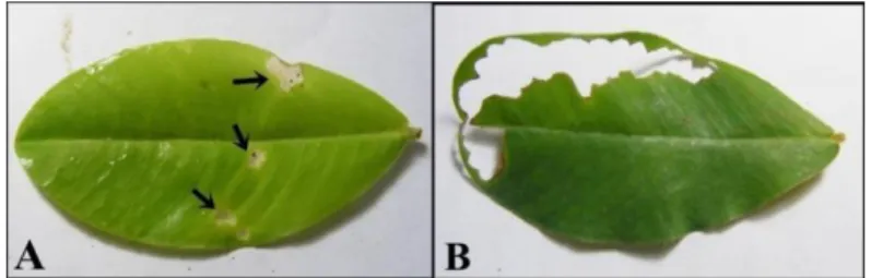Gambar 5  Gejala  serangan  larva  S.  litura.  A,  larva  muda  memakan  epidermis  daun  bagian atas; B, larva tua memakan seluruh bagian daunkecuali tulang daun