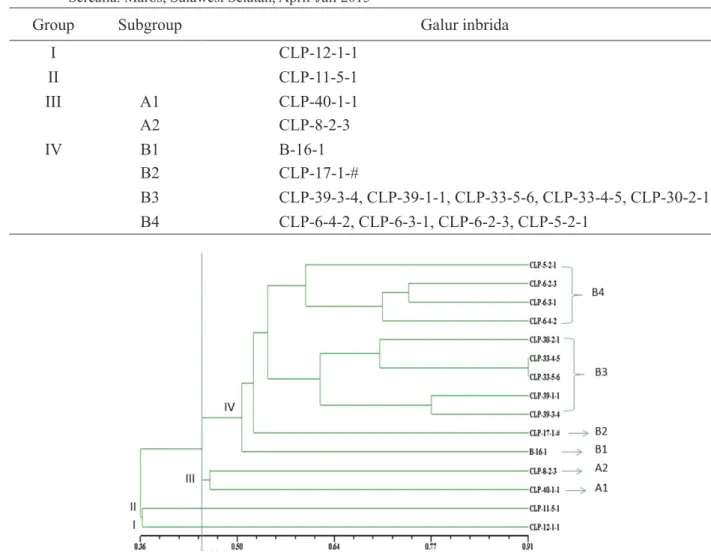 Tabel  3.  Klastering  15  galur  inbrida  jagung  provit A.  Laboratorium  Biologi  Molekuler  Balai  Penelitian  Tanaman  Serealia