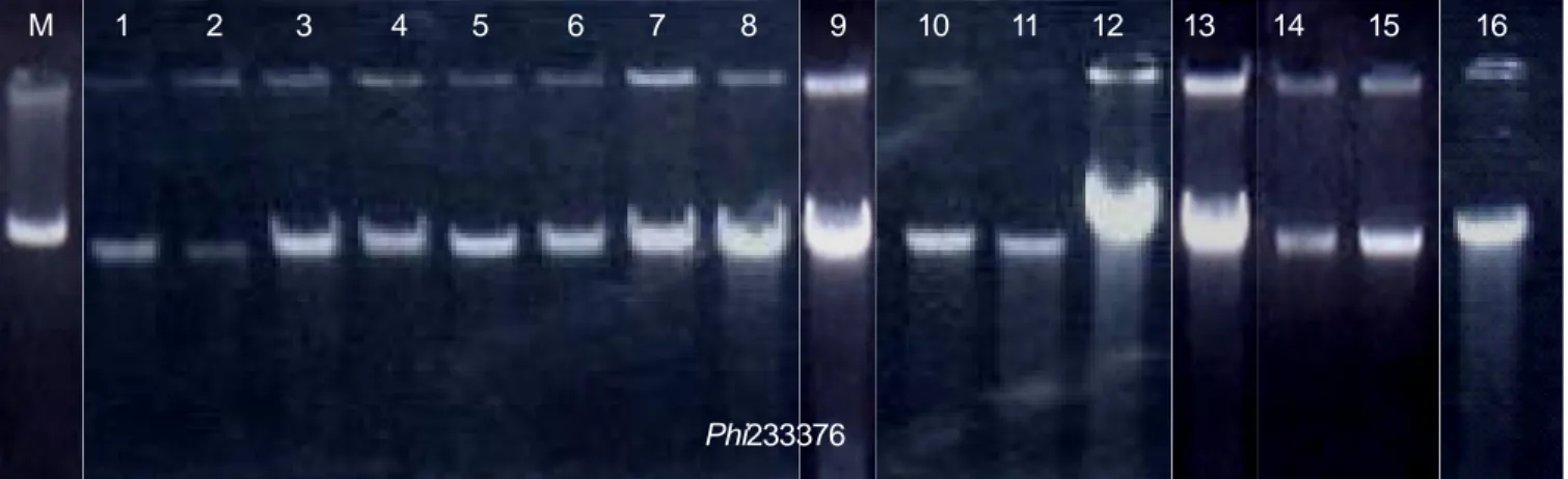 Gambar 1. Visualisasi pola pita DNA menggunakan marka SSR phi233376 melalui elektroforesis vertikal 4,5% PAGE (Polyacrylamide Gel Electrophoresis).
