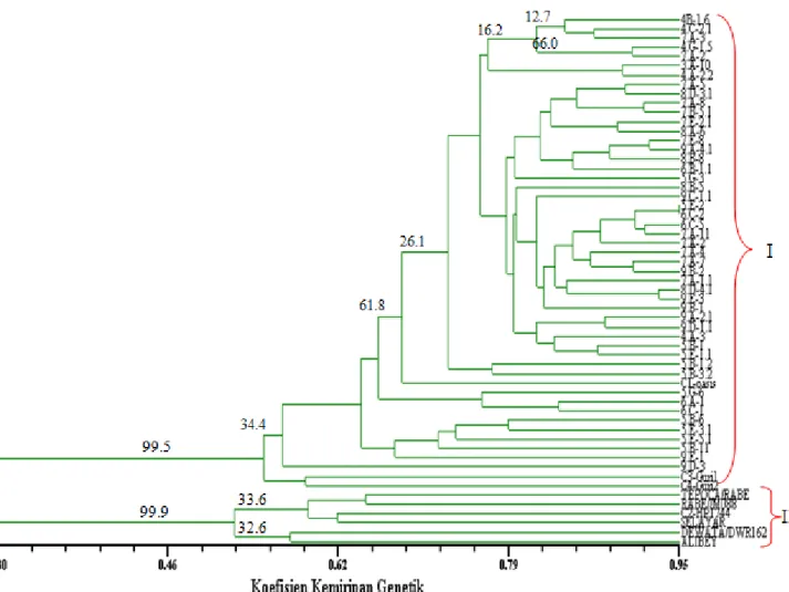 Gambar 1. Koefisien kemiripan genetik 57 genotipe gandum.