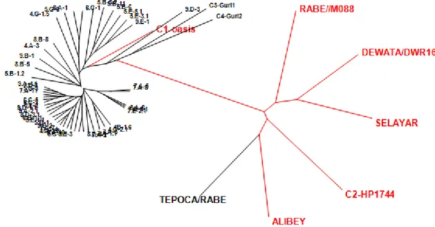 Gambar 3. Dendogram struktur populasi 57 genotipe gandum.