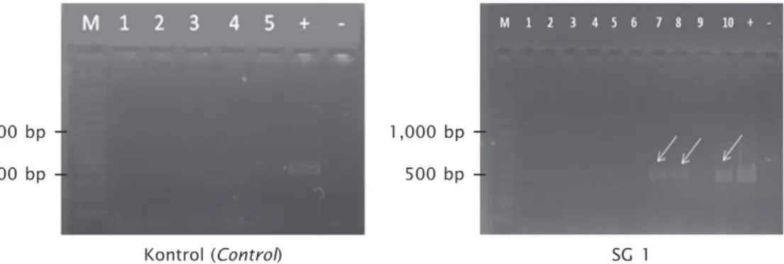 Figure 2. Detection of exogenous PhGH gene on control and supergrowth stripped catfish F1 generation population (SG 1)