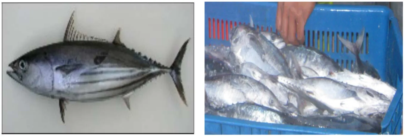 Gambar 4. Ikan Cakalang 