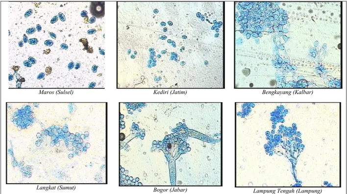 Gambar 1. Bentuk konidia patogen penyebab bulai dari Maros (Sulsel), Kediri (Jatim), Bengkayang (Kalbar), Langkat (Sumut), Bogor  (Jabar), dan Lampung Tengah (Lampung).